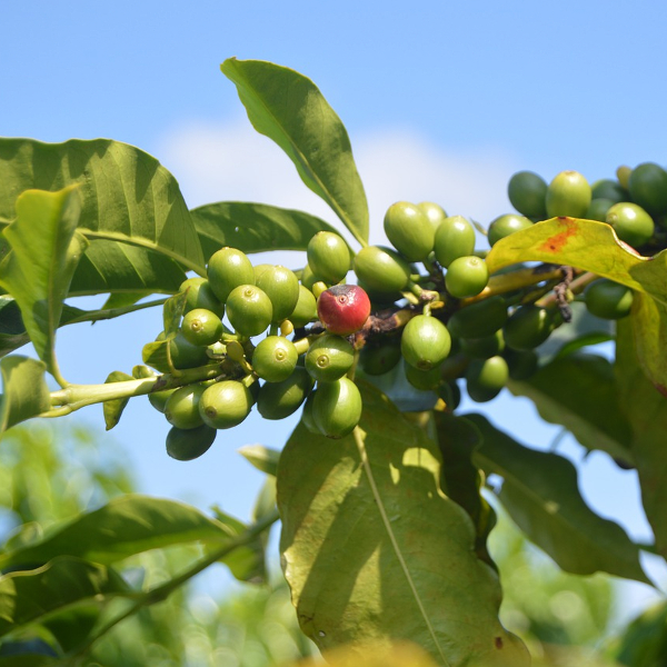 cluster of green coffee beans on a branch around green leaves