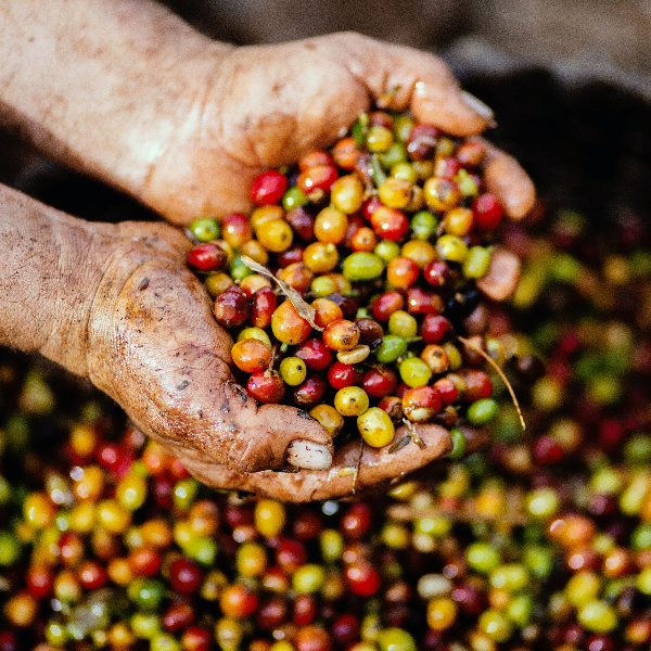 dirty hands holding red, orange, yellow, and green coffee beans